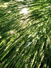 Poster - Sunlight Streaming Through Fresh Green Grass Blades: A Nature's Abstract