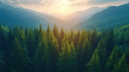  Aerial vista of verdant coniferous forest amidst majestic mountains at sunrise