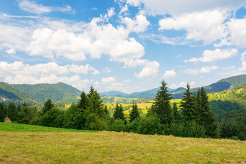 Wall Mural - mountainous carpathian countryside scenery in summer. fir tree on the grassy alpine hill. summer vac