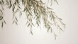 © Marina - Willow branches on light background