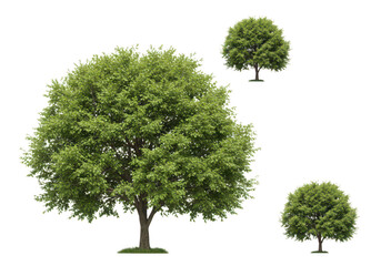 Three green trees isolated on transparent background for design element