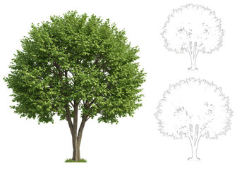 green tree with two tree outlines isolated on transparent background