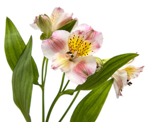 Wall Mural - A flower with a yellow center and pink petals