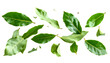 © ArtPixel-Portfolio - Bay leaves fragments fluttering isolated on transparent background