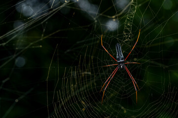 Giant wood spider
