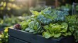 © Peluru - Fresh harvest of vibrant lettuces and leafy greens in a wooden container
