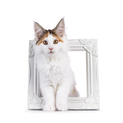 Aufkleber - Cute tortie Maine Coon cat kitten, sitting through white picture frame. Looking straight towards camera. Isolated on a white background.
