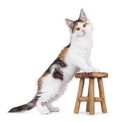 Poster - Cute tortie Maine Coon cat kitten, standing side ways with paws on little wooden stool showing long body and pattern. Looking straight towards camera. Isolated on a white background.