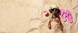 © olgakris - Dog lying on sandy beach in summer banner with sunglasses hat and flip-flops, fun vacation pet lifestyle concept for travel ads, seasonal visuals, copy space