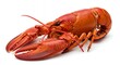 © Pluseight - Cooked Lobster on White Background, Seafood Detail