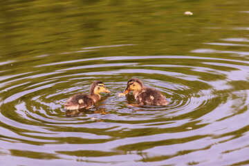 Wall Mural - Little ducks scattered bread all over the pond.