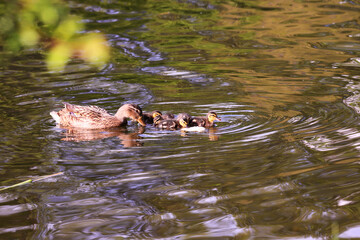 Wall Mural - Mother duck feeds her babies...