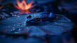 © Putu - Serene nighttime scene featuring a dark blue frog resting on a water lily pad, illuminated by soft orange light.  Water droplets glisten on the pad's surface.