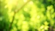 © DILUARA - Blurred Green Foliage Background with Bokeh and Sunlight Effects