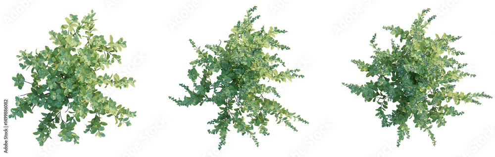 Zenobia pulverulenta Raspberry Ripple Tree Plan Top View Cutout ...