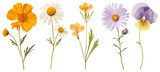 PNG Pressed pansy flower petal plant, transparent background
