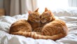 © saminah - Two ginger cats cuddling on bed.