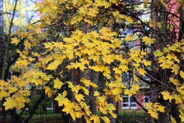 Wall Mural - beautiful bright foliage of autumn maple tree
