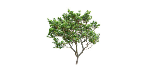 Wall Mural - green tree. nature and environmental conservation concept isolated on transparent background
