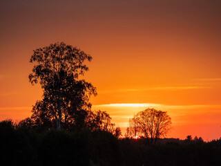 Wall Mural - Silhouette of trees and hot blue sunset sky. Nobody. Calm and relaxing nature scene.