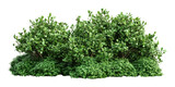 PNG Green garden bushes vegetation background isolated.