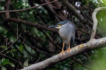 A heron waits on a tree branch waiting for a fish to pass by