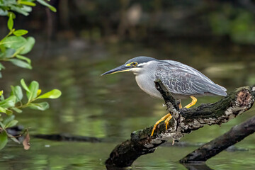 A heron waits on a tree branch waiting for a fish to pass by
