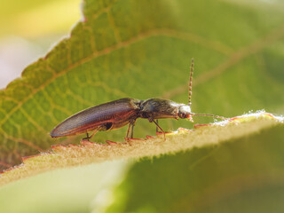 a close-up of a click beetle on a leaf in the sunshine