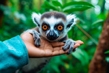 A person holding a small lemur in their hand