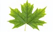 © Maryanto - Green maple leaf isolated on white background; nature, botany