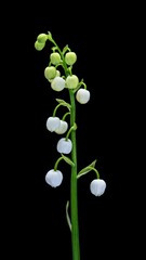Wall Mural - Lily of the valley flower isolated on black background. Beautiful white bells of muguet flower without leaves, side view. Nature object for design