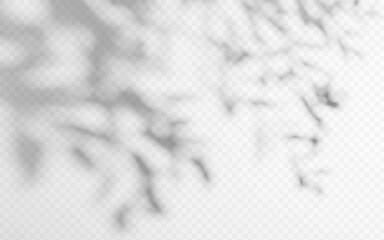 Wall Mural - shadow overlay from a tree branch isolated on a transparent background.
