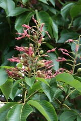 Wall Mural - Aesculus Carnea - dog chestnut with pink flowers close up