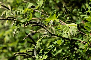 Wall Mural - flower buds  of Amorpha fruticosa bush at spring close up 