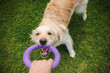 © StockMediaSeller - Energetic golden retriever biting a purple ring toy held by a person during a playful game on lush green grass outdoors
