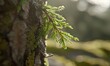 © Hmen - Brote primaveral en corteza de árbol, detalle macro con luz solar