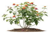Lantana camara plant with orange and pink flowers on transparent background,ai generated