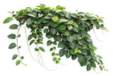 Lush Green Climbing Plant with Hanging Vines on Transparent Background,ai generated