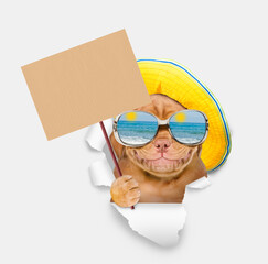 Leinwandbilder - Funny Mastiff puppy wearing summer hat and mirrored sunglasses looking through the hole in white paper and showing blank cardboard on wooden stick