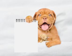 Fototapete - Happy Mastiff puppy lying with toy bear on a bed at home and showing blank list in it paw. Top down view. Empty space for text