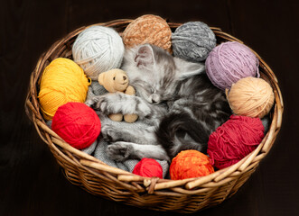 Aufkleber - Tabby tiny maine coon kitten hugs favorite toy bear and sleeps inside a basket with clews of thread. Dark wooden background