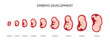 © julia - Human embryo, stages of fetal development 1 to 9 months . Human fetus inside the womb