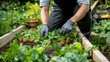 © Nuttaya Nampai - A gardener kneeling in a lush garden, carefully planting strawberry seedlings into raised garden beds with vibrant green foliage around.