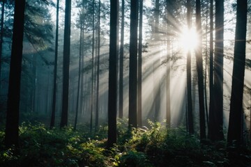 Wall Mural - Sunlight filtering through tree branches in a dense forest