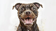 © Jason Yoder - Happy dark brown pitbull in watercolor