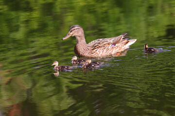 Wall Mural - A duck and ducklings swim through the green water