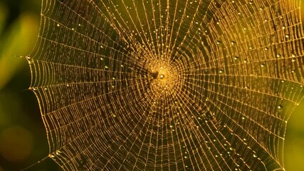 Spiderweb glistening with dew drops in the golden sunlight against a soft green background, revealing intricate detail