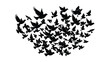 © Deecurve - A flock of birds at sunset. Vector abstract silhouette of flying birds Pattern of sunrise and geese or ducks
