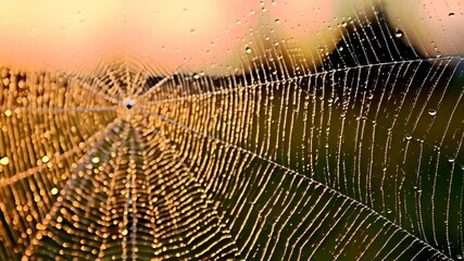 Spiderweb intricate network of lines with water droplets glistening in the soft light of morning, a nature's delicate design.