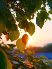 Poster - Bodhi Tree Leaves Illuminated by the Rising Sun Create a Serene Atmosphere in the Morning Light